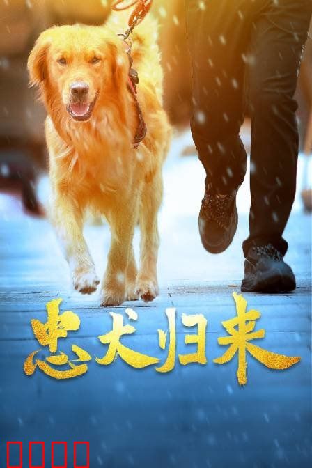 忠犬归来：不离不弃