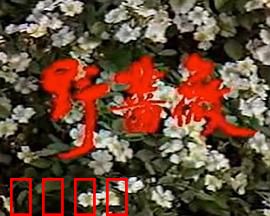 野蔷薇：绝境中的芬芳